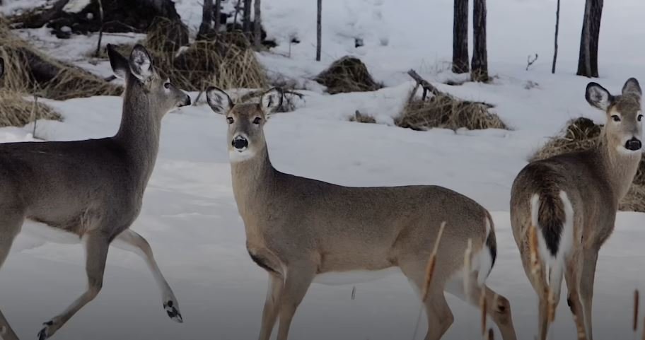 Zombie Deer Disease