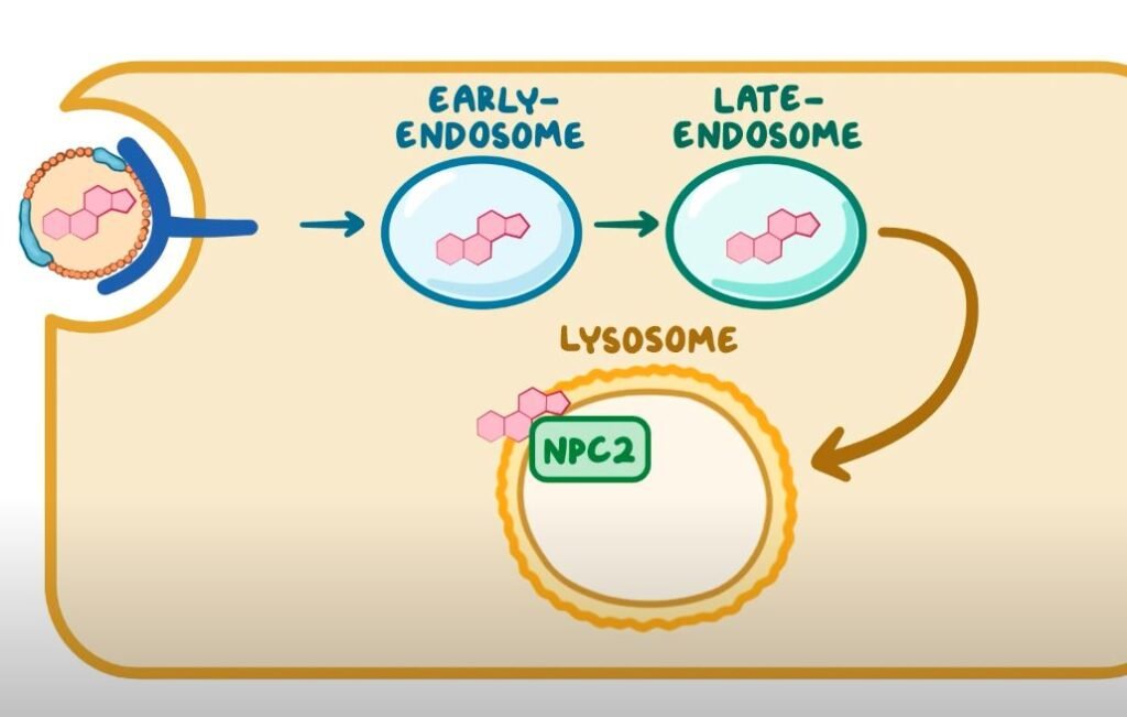 niemann pick disease